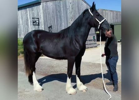 Shire Horse, Yegua, 2 años