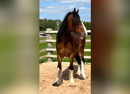 Shire Horse, Yegua, 2 años