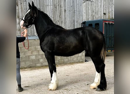 Shire Horse, Yegua, 2 años