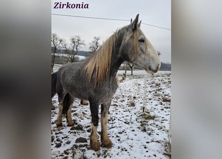 Shire Horse, Yegua, 3 años, 179 cm, Tordo