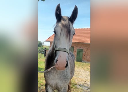 Shire Horse, Yegua, 3 años, 180 cm, Tordo