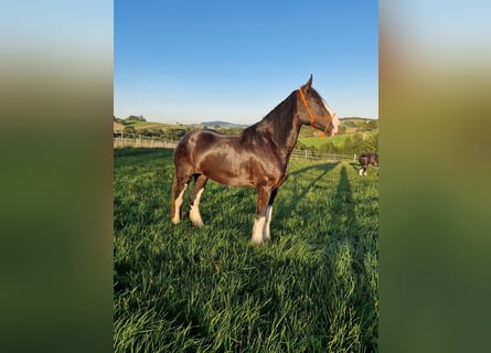 Shire Horse, Yegua, 4 años, 173 cm, Castaño