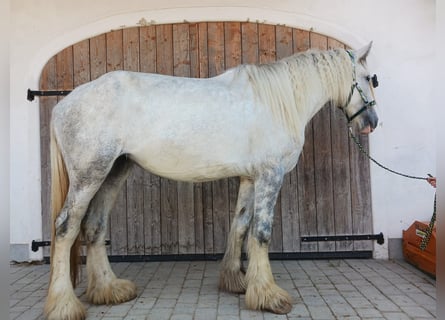 Shire Horse, Yegua, 4 años, 180 cm, Tordo