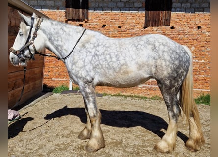 Shire Horse, Yegua, 5 años, 180 cm, Tordo rodado