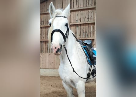 Shire Horse, Yegua, 9 años, 175 cm, Tordo