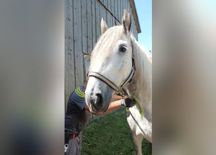 Shire, Klacz, 4 lat, 170 cm, Siwa jabłkowita