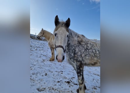 Shire, Klacz, 6 lat, 180 cm, Siwa jabłkowita