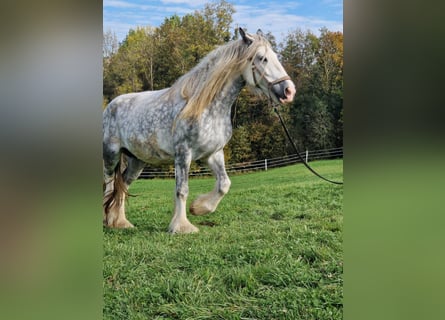 Shire, Klacz, 8 lat, 171 cm, Siwa