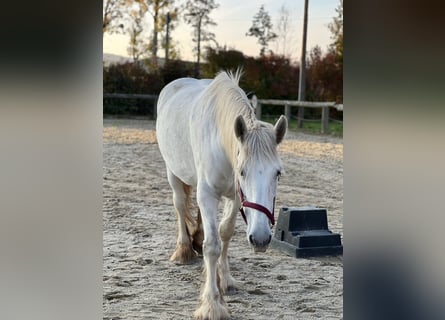 Shire, Merrie, 11 Jaar, 169 cm, Schimmel