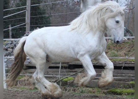 Shire, Merrie, 11 Jaar, 180 cm, Schimmel