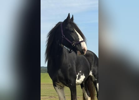 Shire, Merrie, 11 Jaar, 180 cm, Zwart