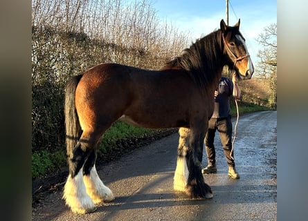 Shire, Merrie, 11 Jaar