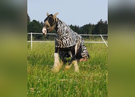 Shire, Merrie, 16 Jaar, 175 cm, Bruin
