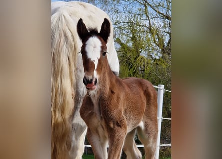 Shire, Merrie, 1 Jaar, 185 cm, Bruin