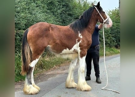 Shire, Merrie, 1 Jaar