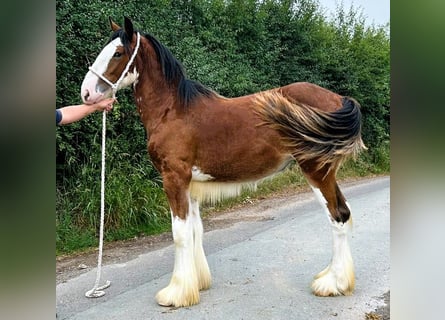Shire, Merrie, 1 Jaar