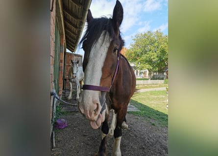 Shire, Merrie, 3 Jaar, 167 cm, Bruin