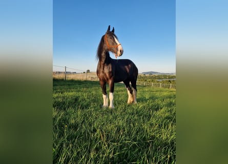 Shire, Merrie, 5 Jaar, 173 cm, Bruin