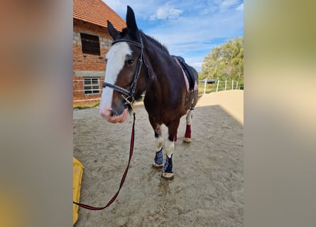 Shire, Merrie, 7 Jaar, 170 cm, Brauner