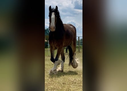 Shire, Merrie, 7 Jaar, 170 cm, Bruin