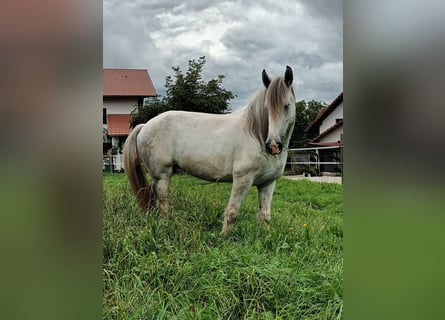 Shire, Merrie, 8 Jaar, 173 cm, Schimmel