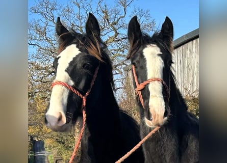 Shire, Merrie, Veulen (04/2025)