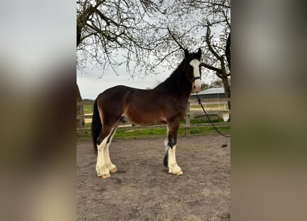 Shire, Ogier, 2 lat, 177 cm, Skarogniada