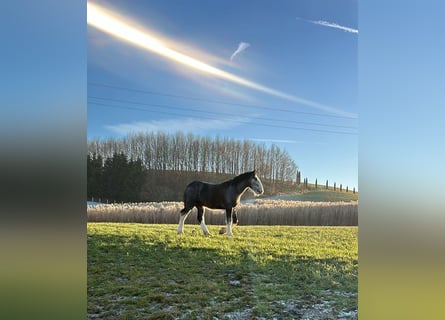 Shire, Ogier, 2 lat, 180 cm, Siwa