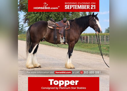 Shire / Shire Horse Mix, Castrone, 4 Anni, Morello