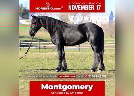 Shire / Shire Horse Mix, Castrone, 5 Anni, 168 cm, Morello