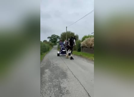 Shire / Shire Horse, Castrone, 5 Anni