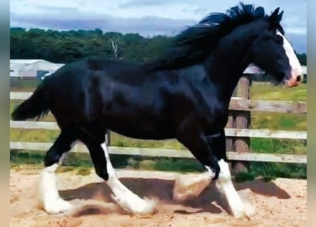 Shire / Shire Horse, Castrone, 5 Anni
