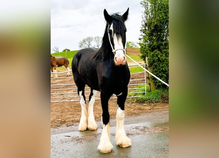 Shire / Shire Horse, Castrone, 5 Anni