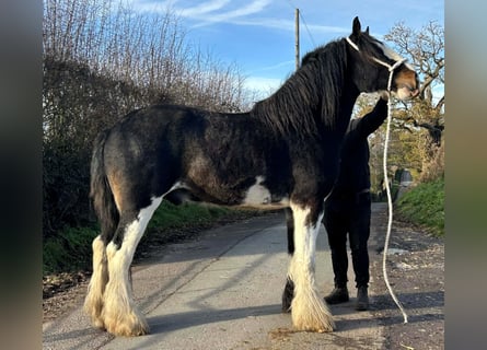 Shire / Shire Horse, Castrone, 6 Anni