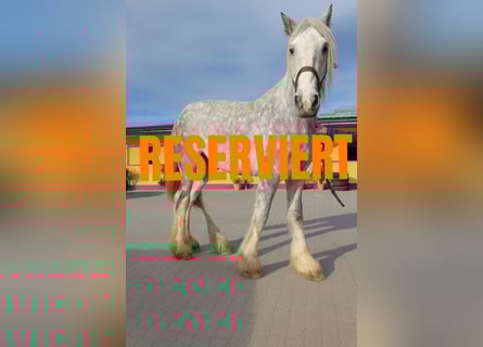 Shire / Shire Horse, Giumenta, 11 Anni, 187 cm, Grigio