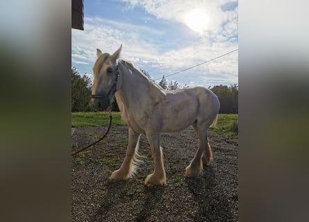 Shire / Shire Horse, Giumenta, 12 Anni, 177 cm, Grigio