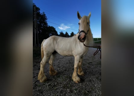 Shire / Shire Horse, Giumenta, 12 Anni, 180 cm, Grigio