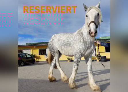 Shire / Shire Horse, Giumenta, 12 Anni, 187 cm, Grigio