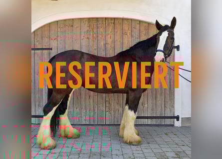 Shire / Shire Horse, Giumenta, 16 Anni, 175 cm, Baio