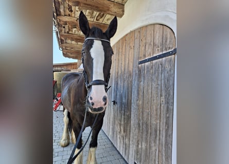 Shire / Shire Horse, Giumenta, 16 Anni, 175 cm, Baio