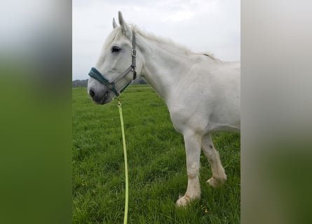 Shire / Shire Horse, Giumenta, 17 Anni, 180 cm, Grigio