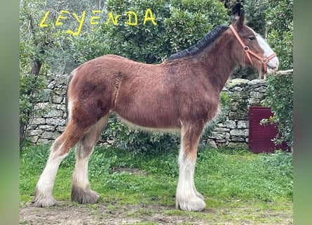 Shire / Shire Horse, Giumenta, 1 Anno, 152 cm, Baio