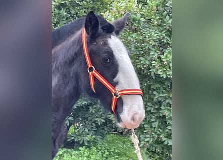 Shire / Shire Horse, Giumenta, 1 Anno, 155 cm, Morello