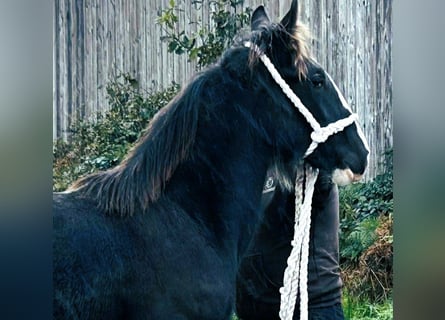 Shire / Shire Horse, Giumenta, 1 Anno