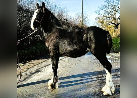 Shire / Shire Horse, Giumenta, 1 Anno