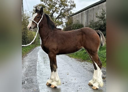 Shire / Shire Horse, Giumenta, 1 Anno