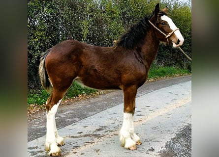 Shire / Shire Horse, Giumenta, 1 Anno