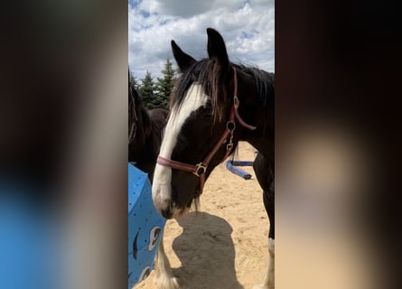 Shire / Shire Horse, Giumenta, 2 Anni, 170 cm, Morello