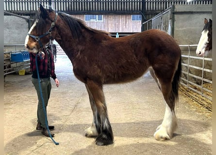 Shire / Shire Horse, Giumenta, 2 Anni