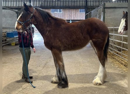 Shire / Shire Horse, Giumenta, 2 Anni